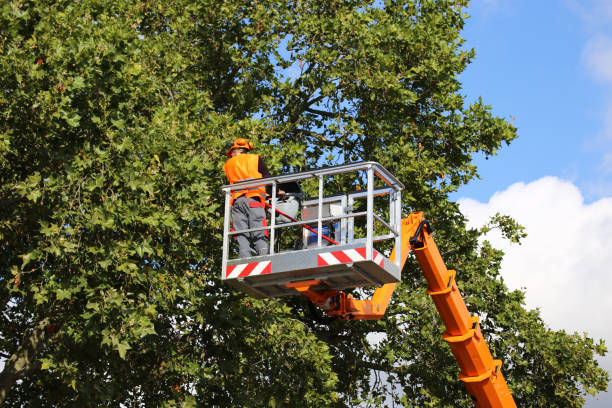 Best Hedge Trimming  in Wolfhurst, OH